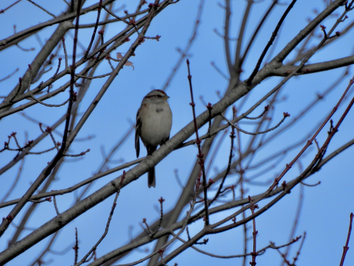 Пасовник північний - ML645602159