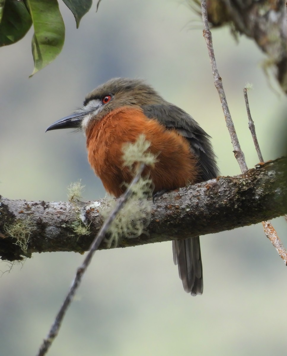 White-faced Nunbird - ML645602168
