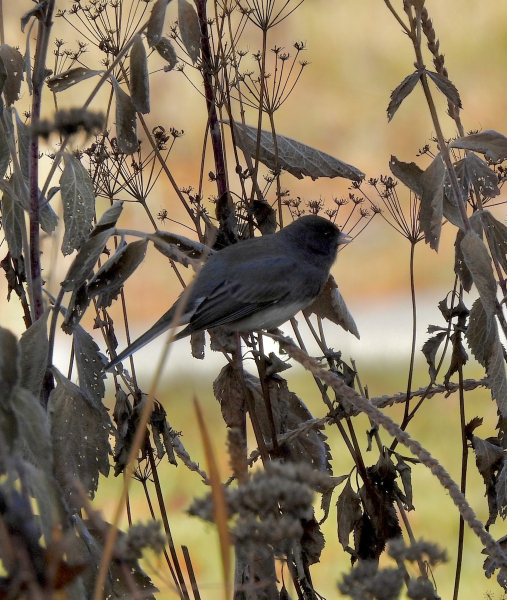 Юнко сірий - ML645602171