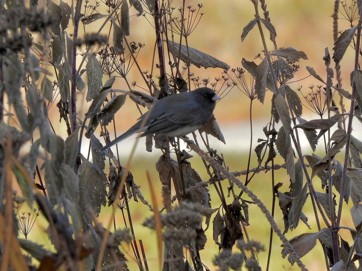 Юнко сірий - ML645602172