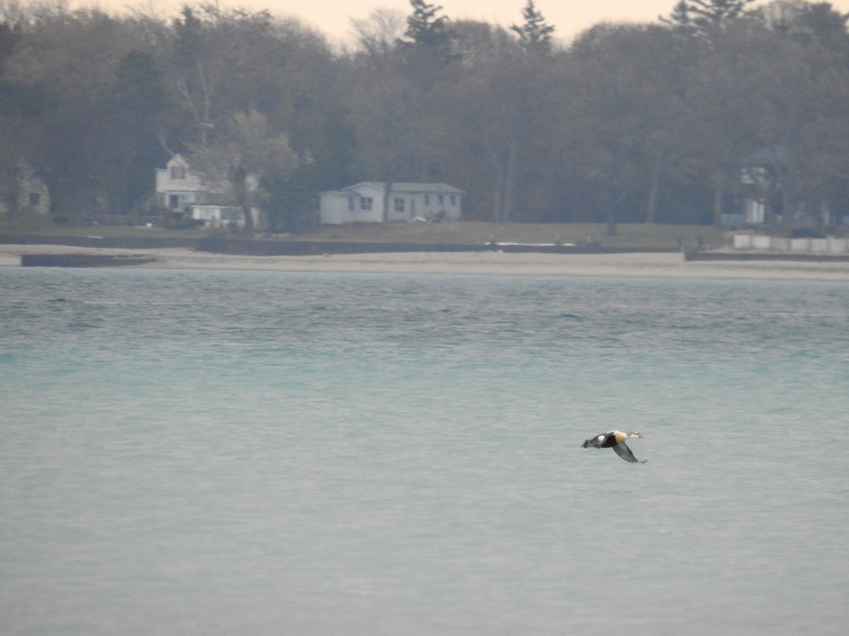 King Eider - ML645602174