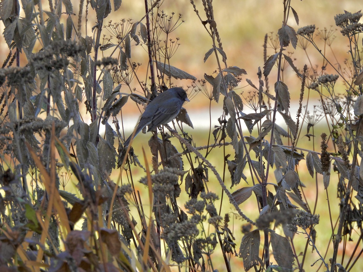 Юнко сірий - ML645602176