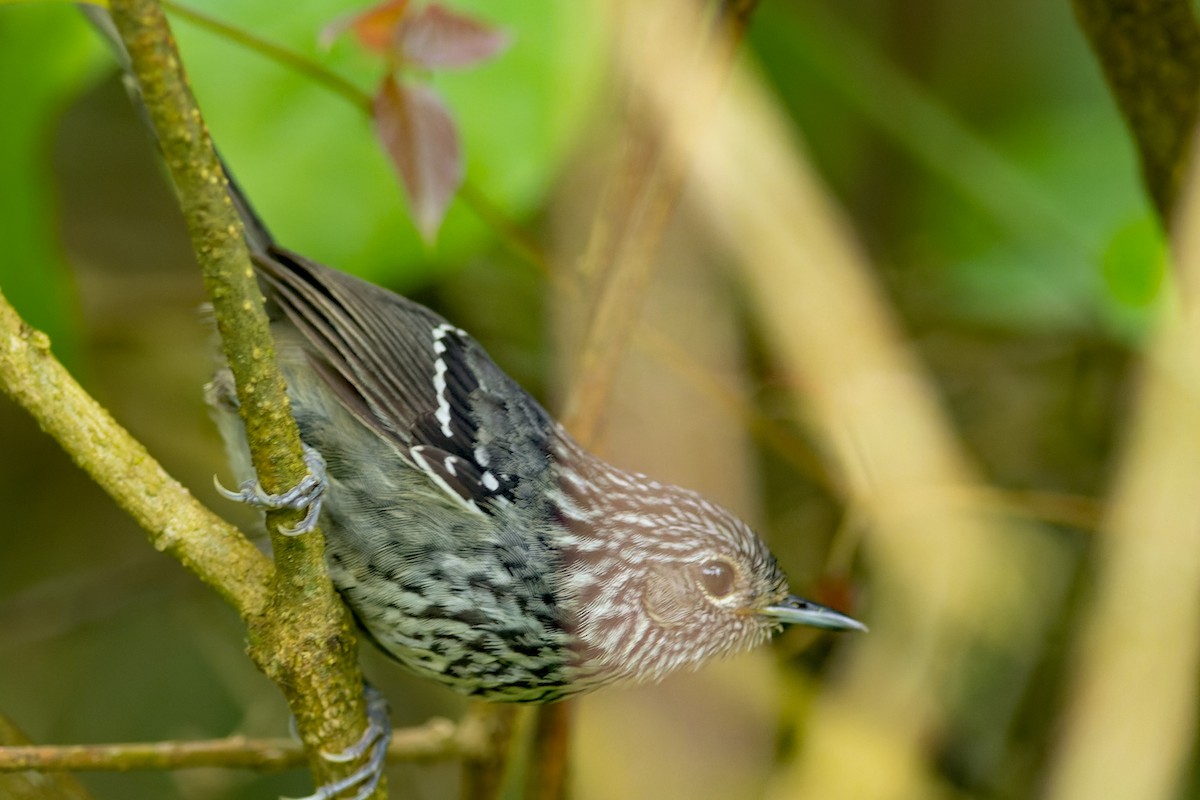 Dusky-tailed Antbird - ML645602177