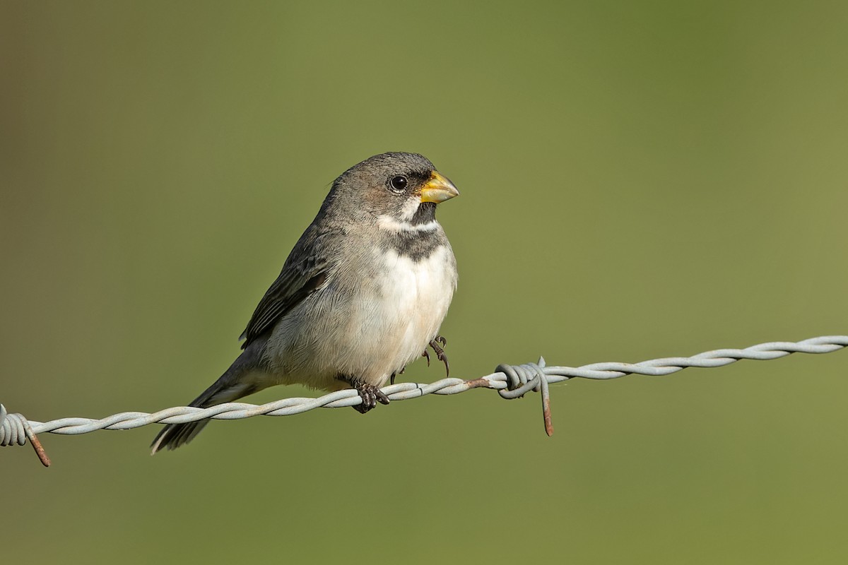 Double-collared Seedeater - ML645602181