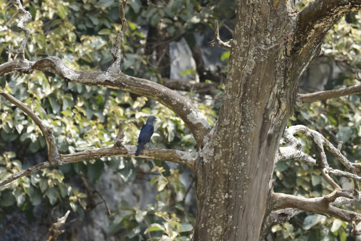 Rotschwingenstar - ML645602197