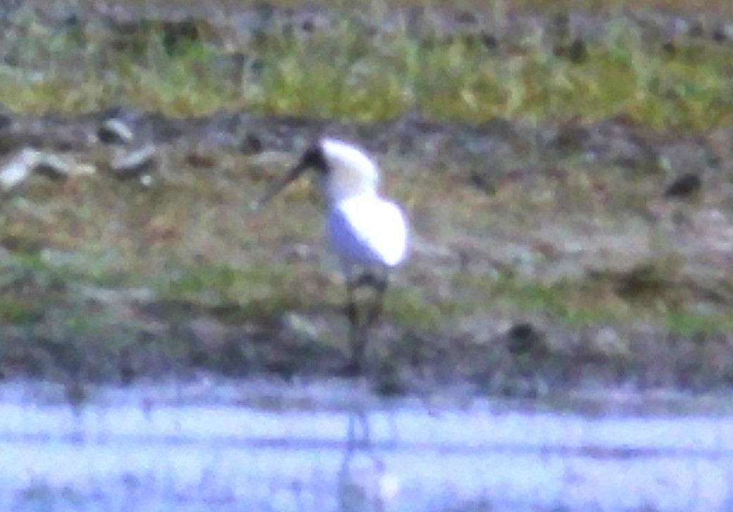 Royal Spoonbill - ML645602203
