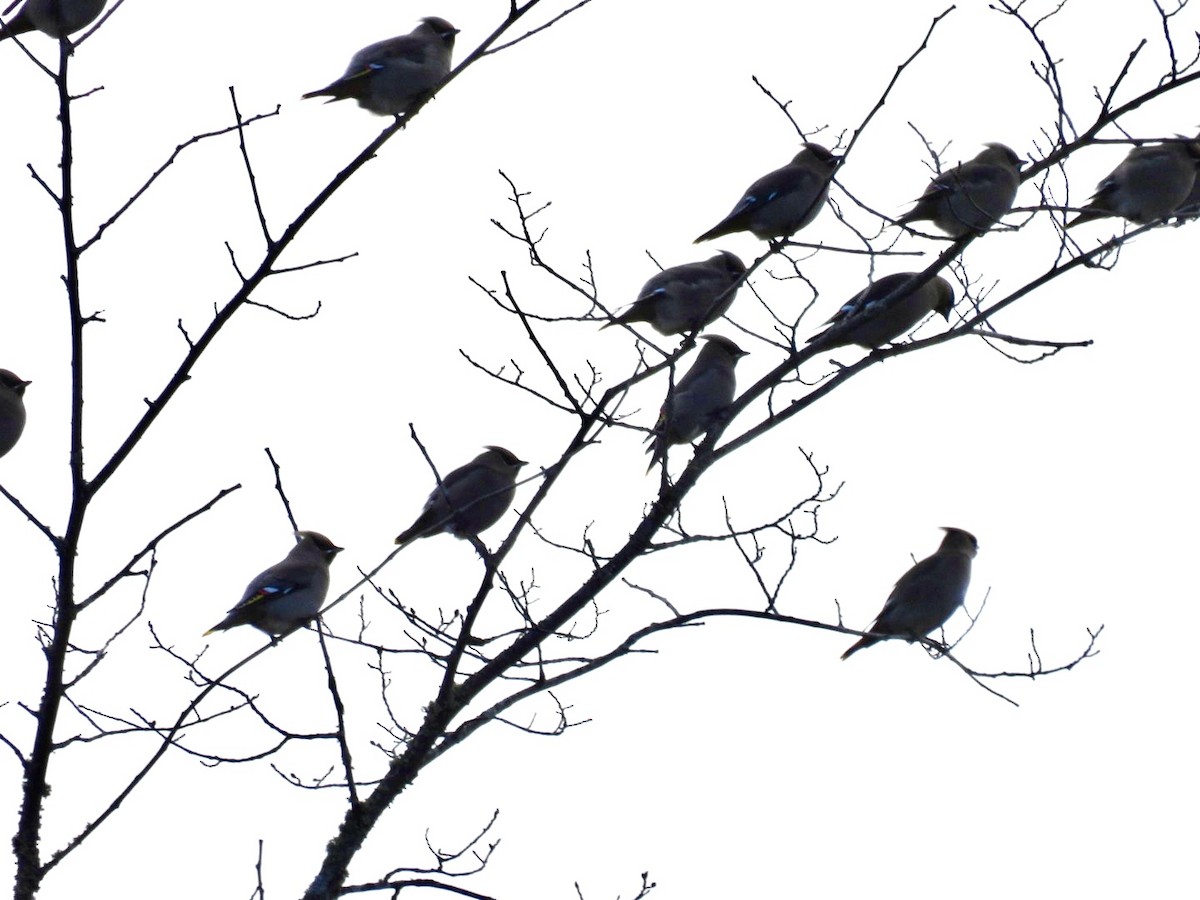 Ampelis Europeo - ML645602205