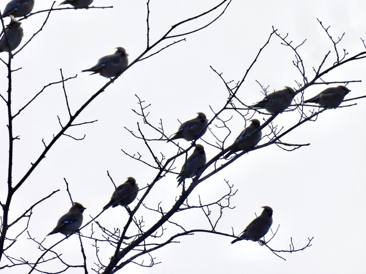 Ampelis Europeo - ML645602206