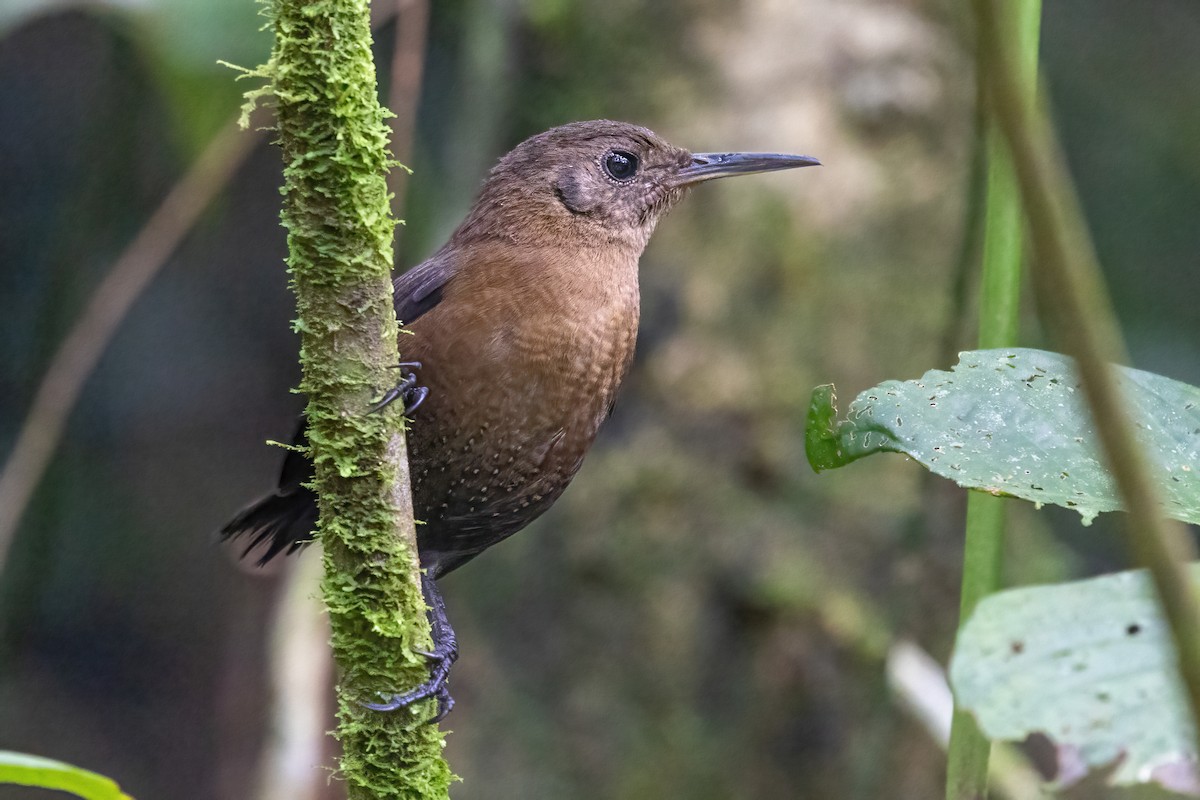 Sumichrast's Wren - ML645602212