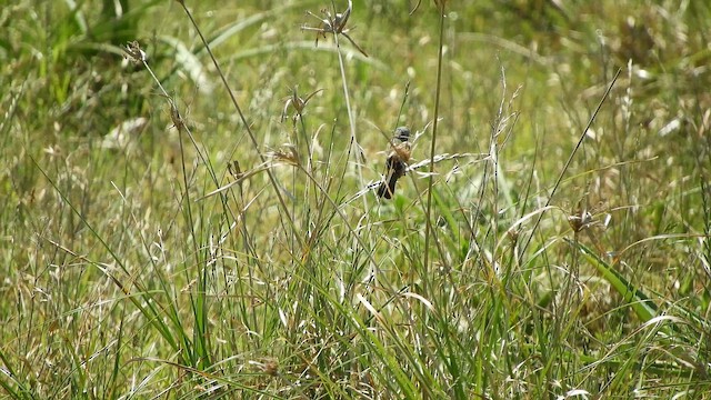 Koyu Gerdanlı Tohumcul - ML645602213