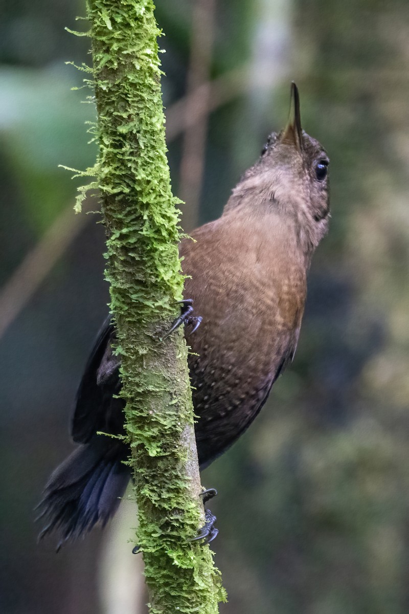 Sumichrast's Wren - ML645602215