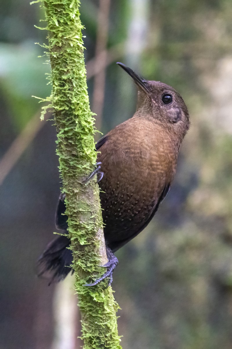 Sumichrast's Wren - ML645602218