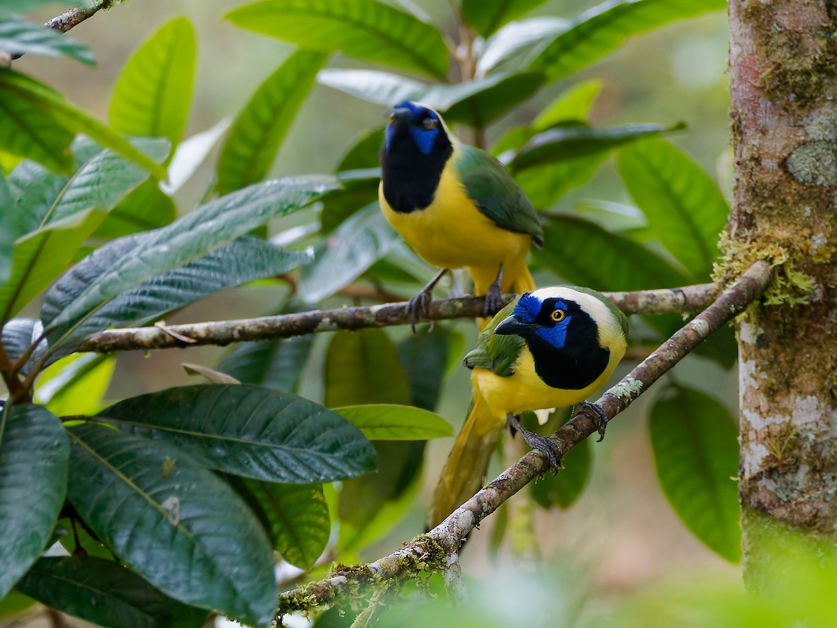 sojka zelenavá [skupina yncas] - ML645602220