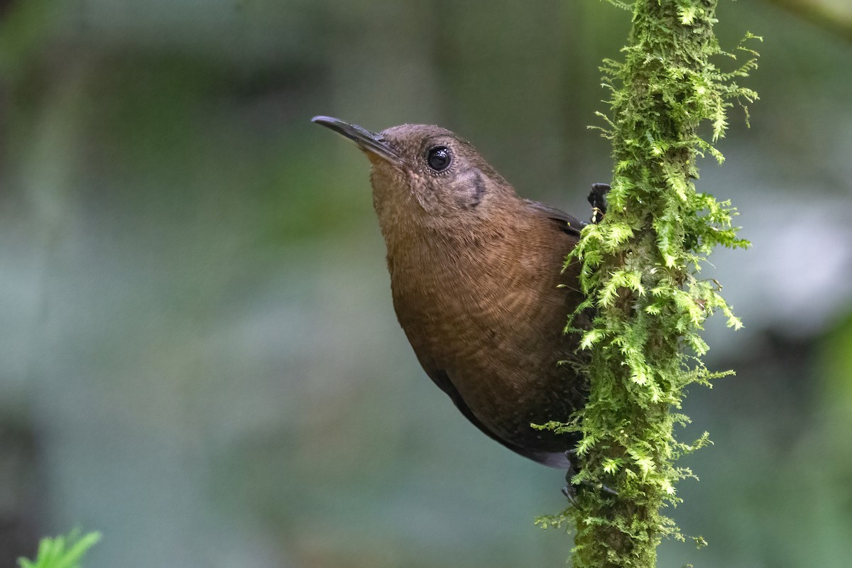 Sumichrast's Wren - ML645602221
