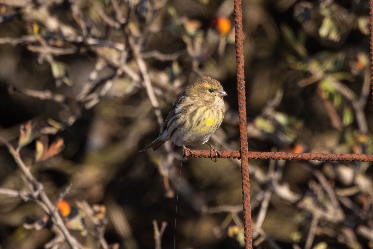 בזבוז אירופי - ML645602227