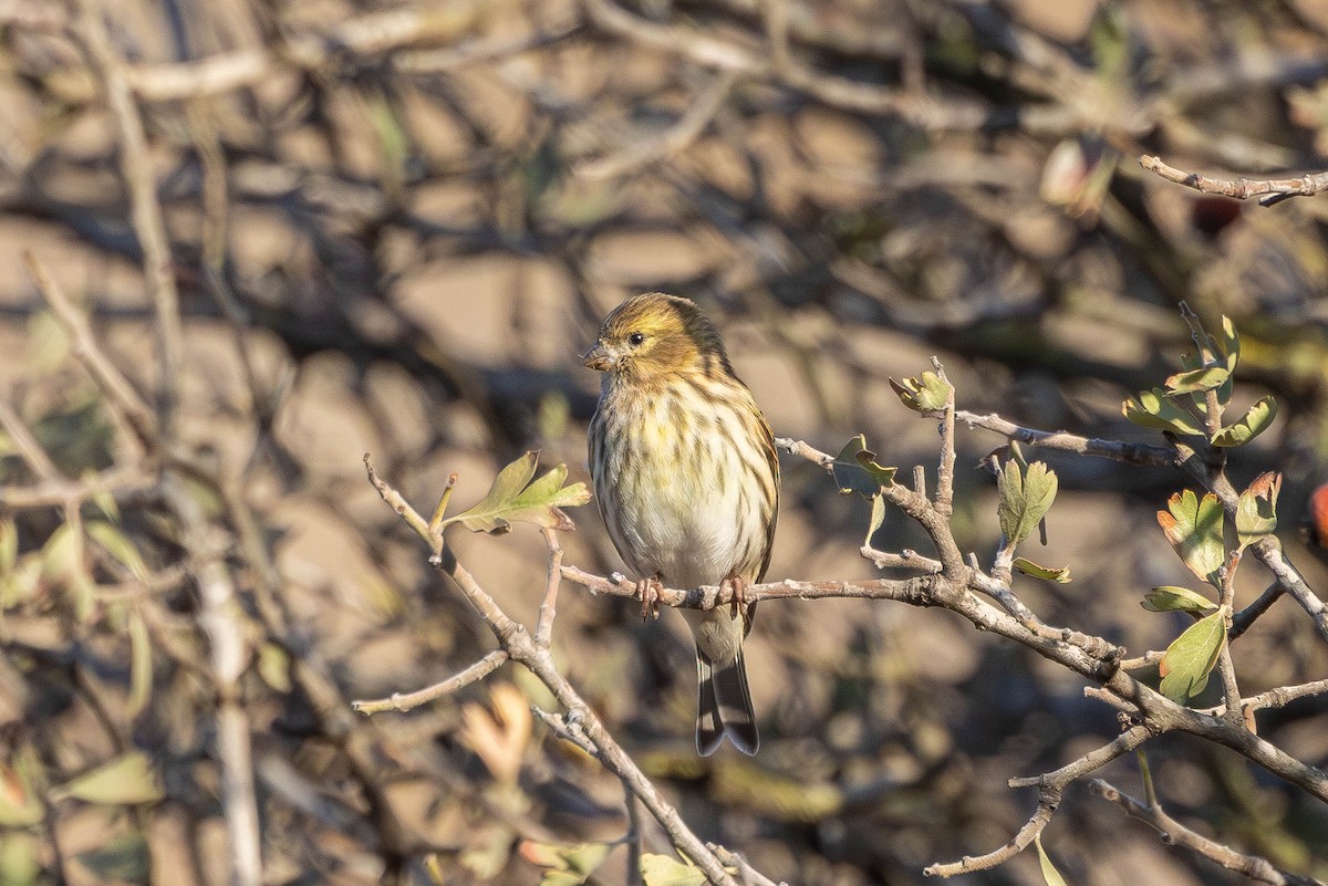 בזבוז אירופי - ML645602228