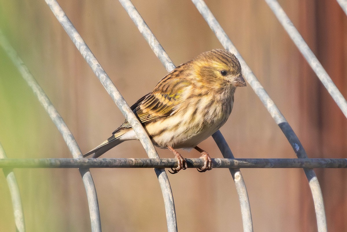 בזבוז אירופי - ML645602229