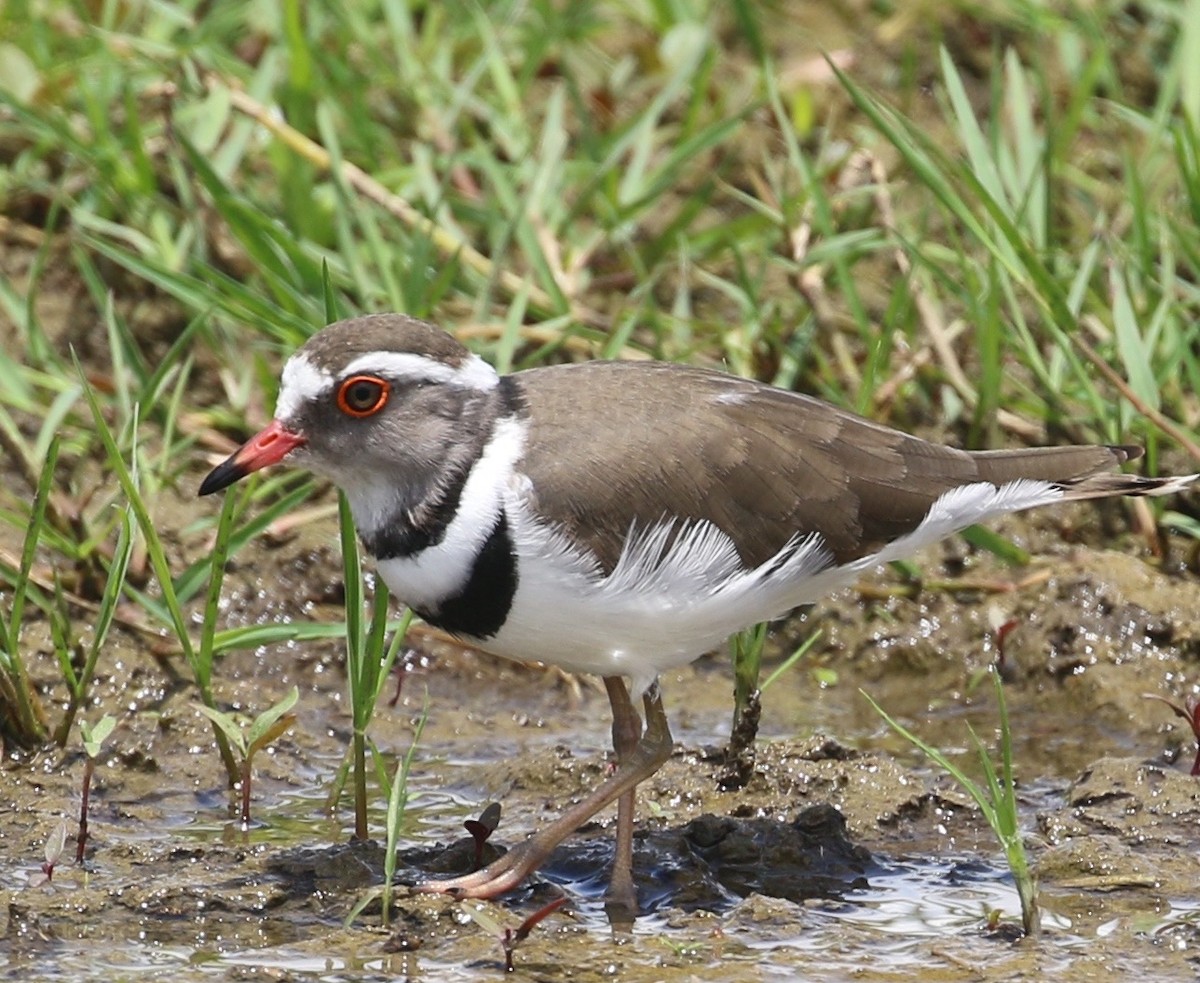 Dreiband-Regenpfeifer - ML645602241