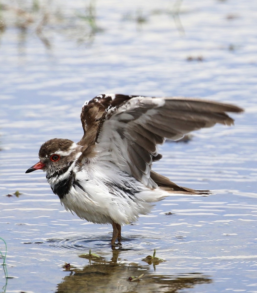 Dreiband-Regenpfeifer - ML645602242