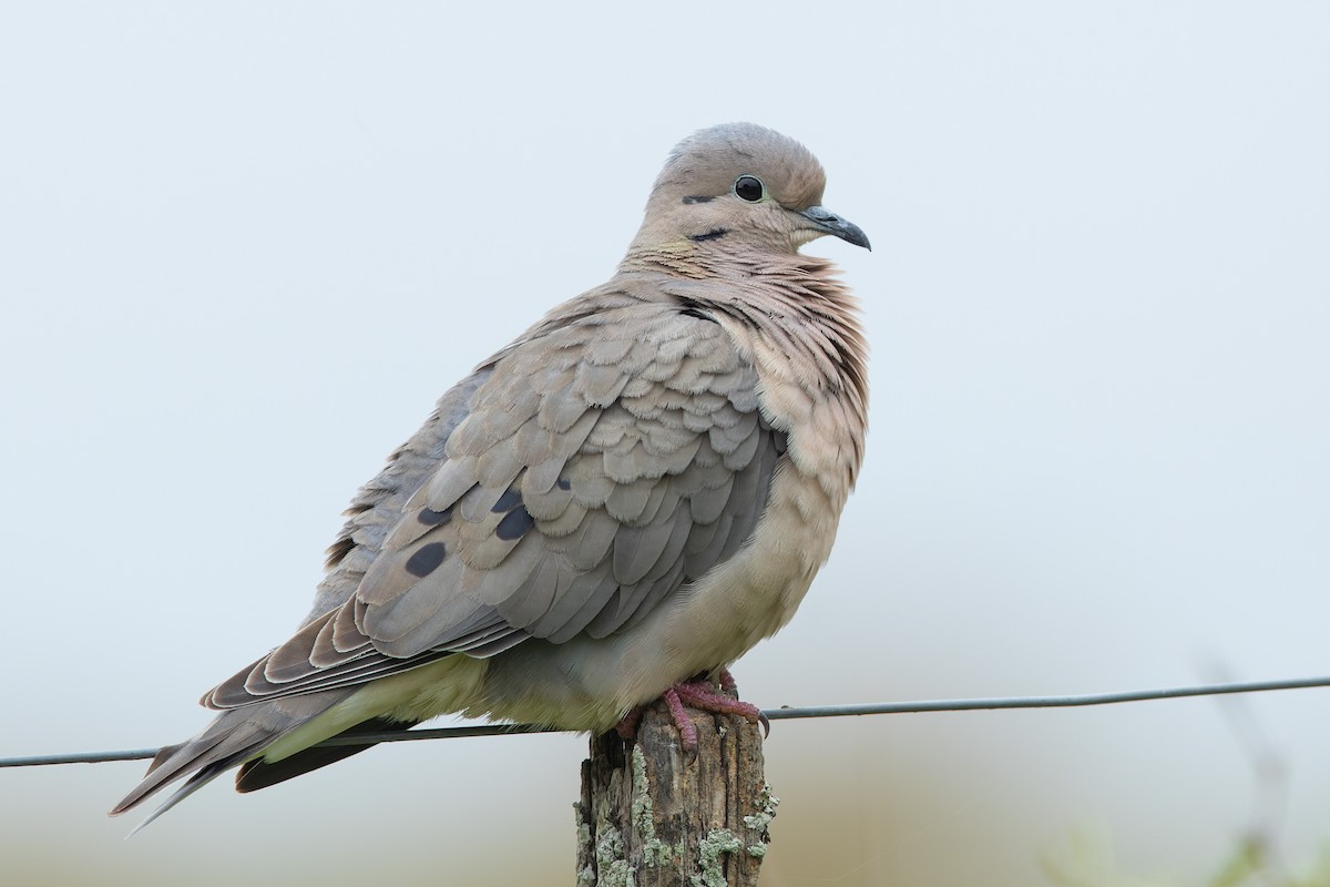 Eared Dove - ML645602249