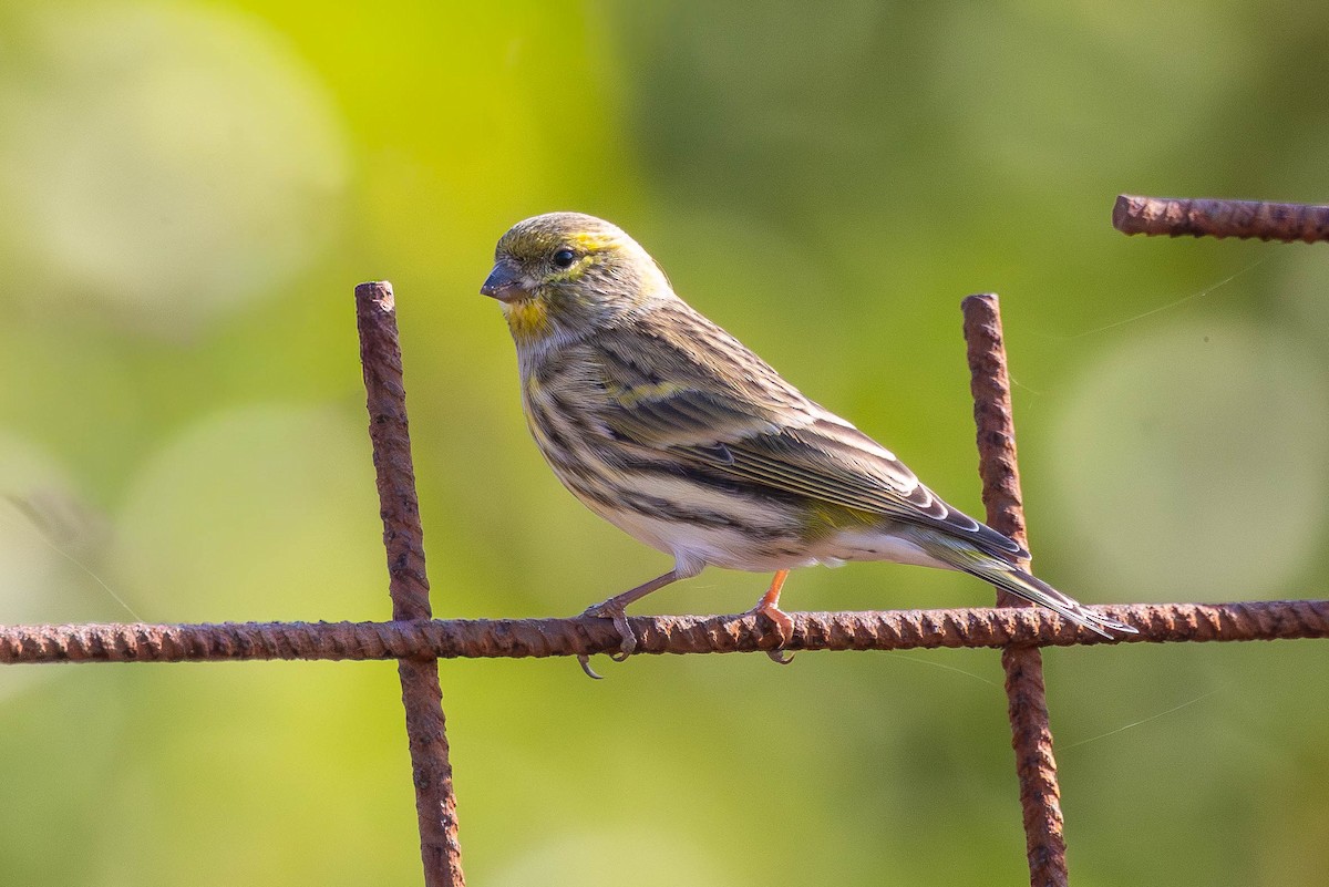 בזבוז אירופי - ML645602251