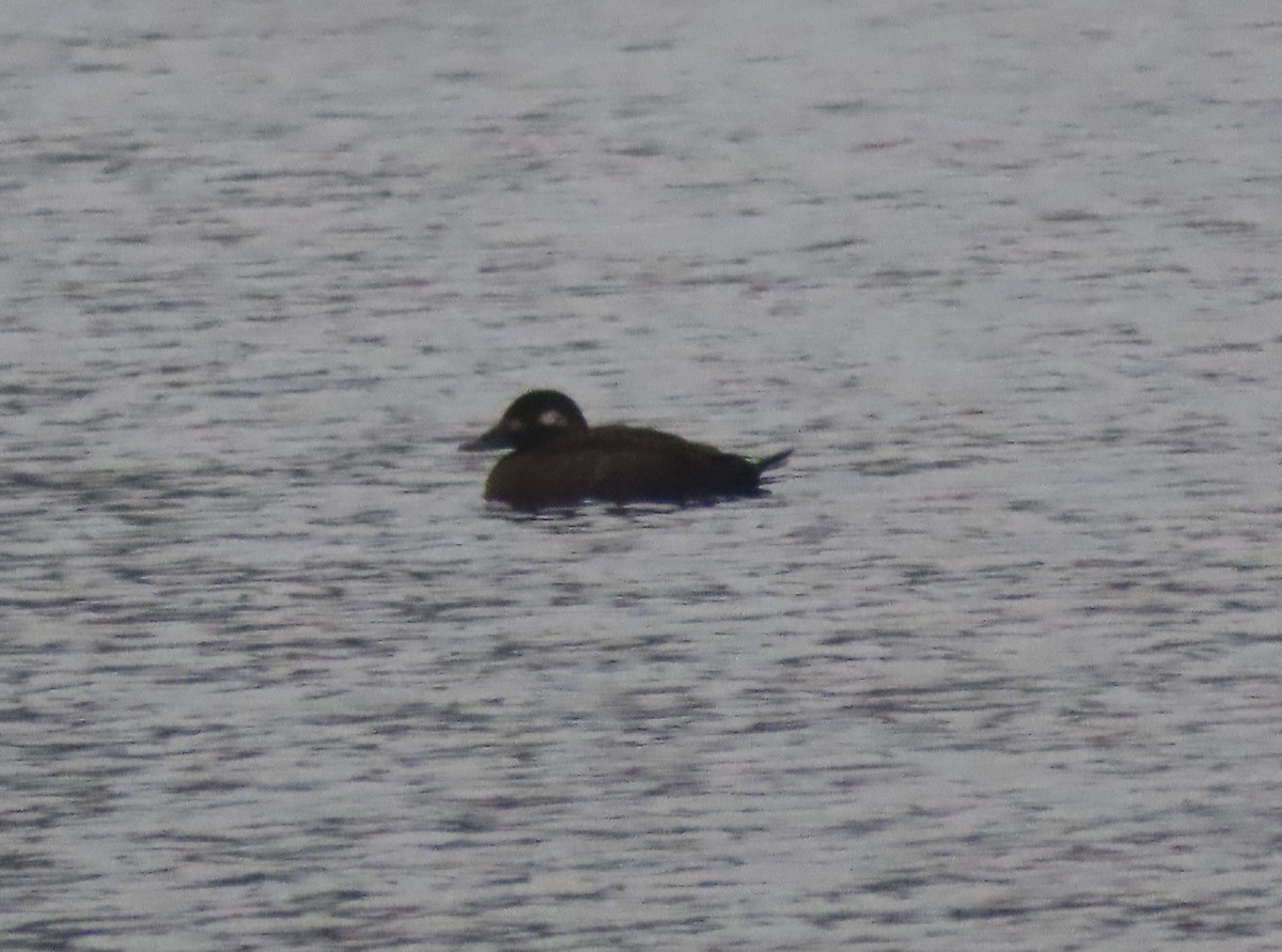 White-winged Scoter - ML645602258