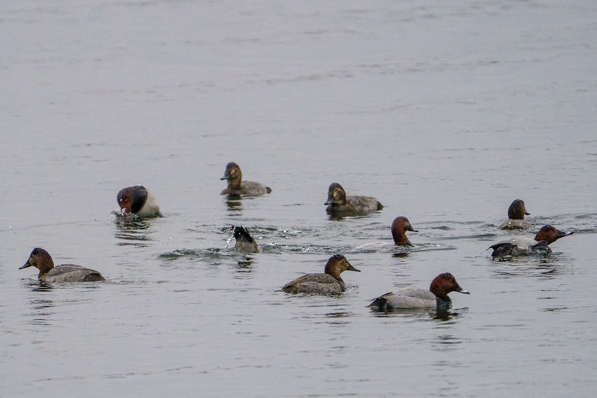 Common Pochard - ML645602260