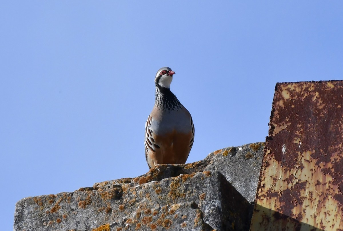 Red-legged Partridge - ML645602261