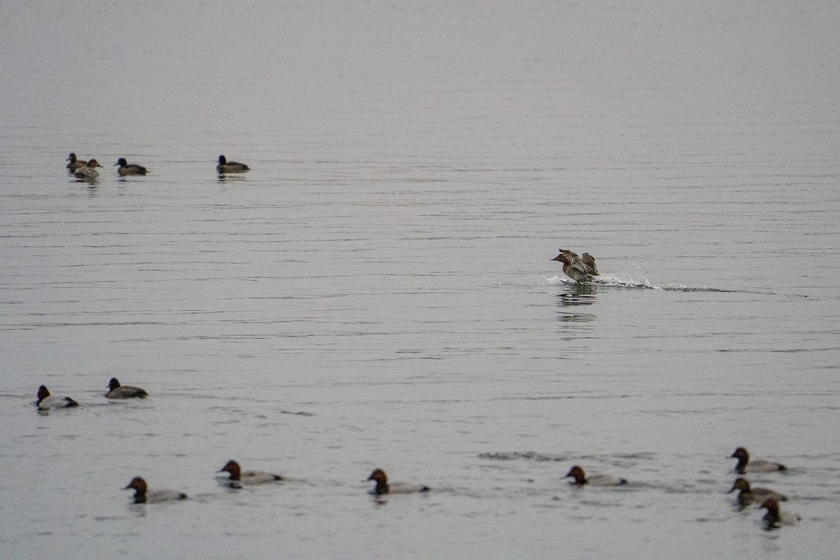Common Pochard - ML645602262