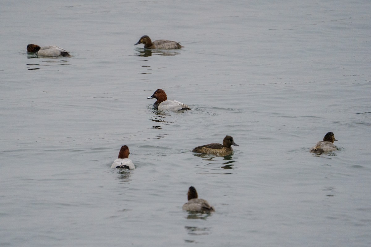 Common Pochard - ML645602263