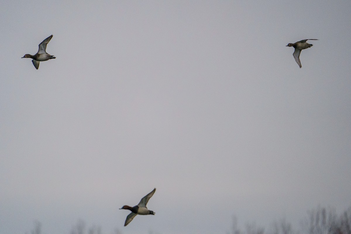 Common Pochard - ML645602264