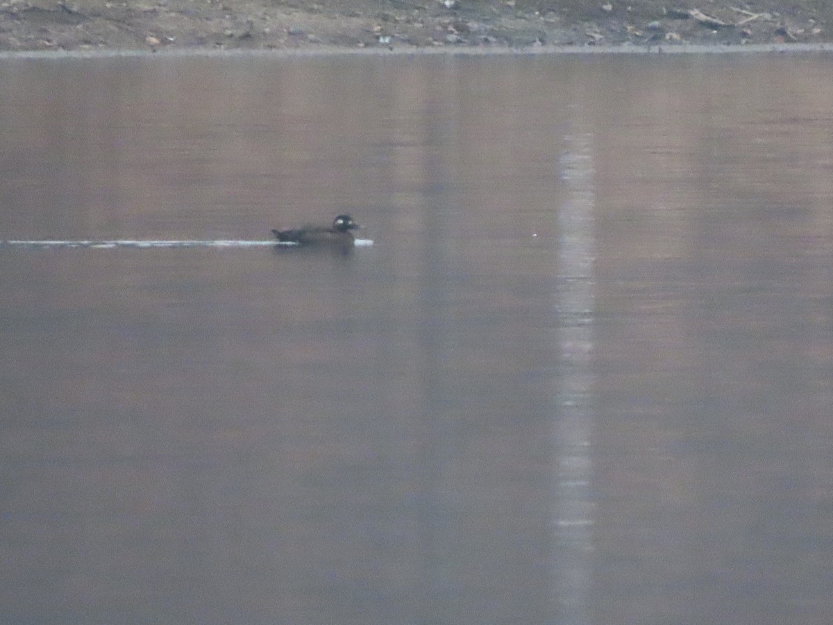 White-winged Scoter - ML645602270