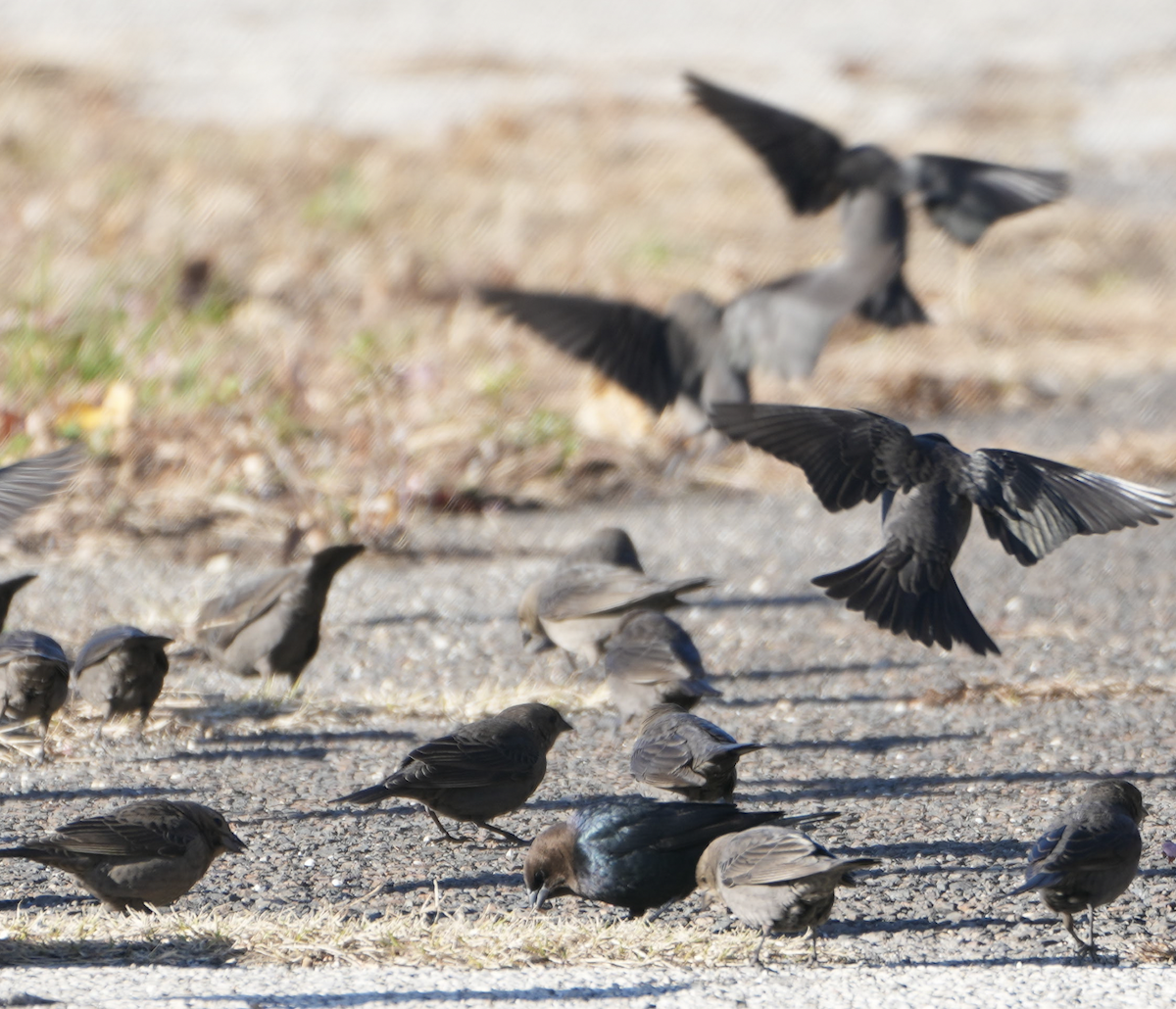 コウウチョウ - ML645602277