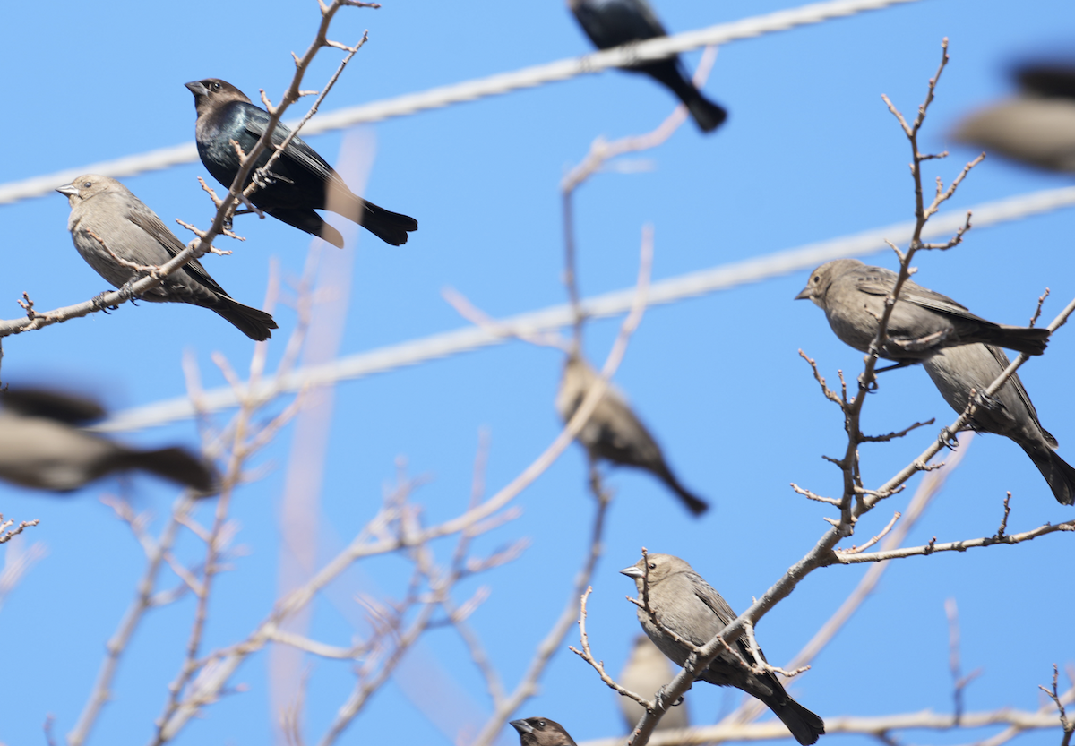 コウウチョウ - ML645602278