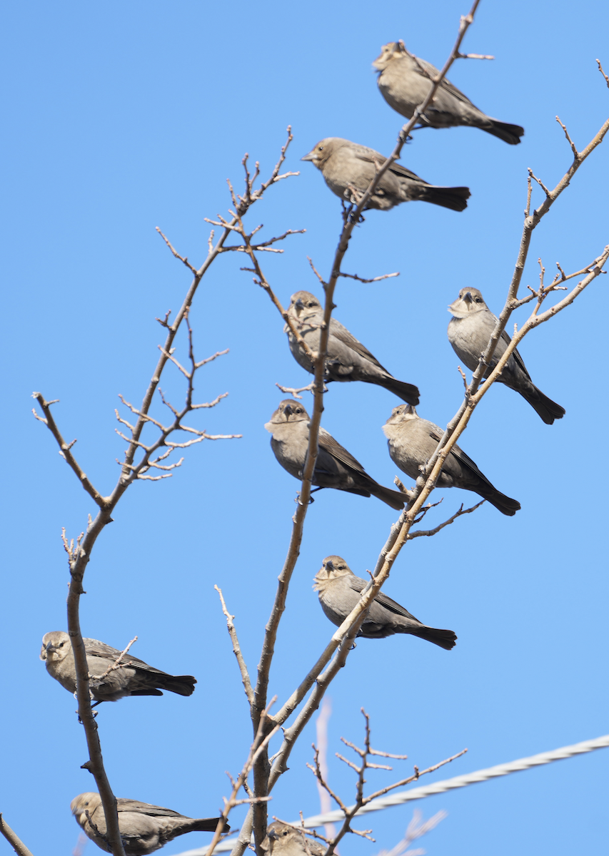 コウウチョウ - ML645602279