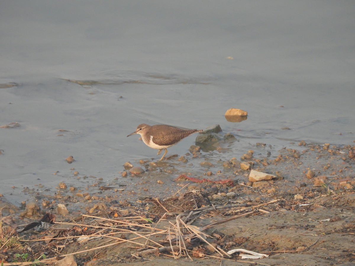 Common Sandpiper - ML645602280