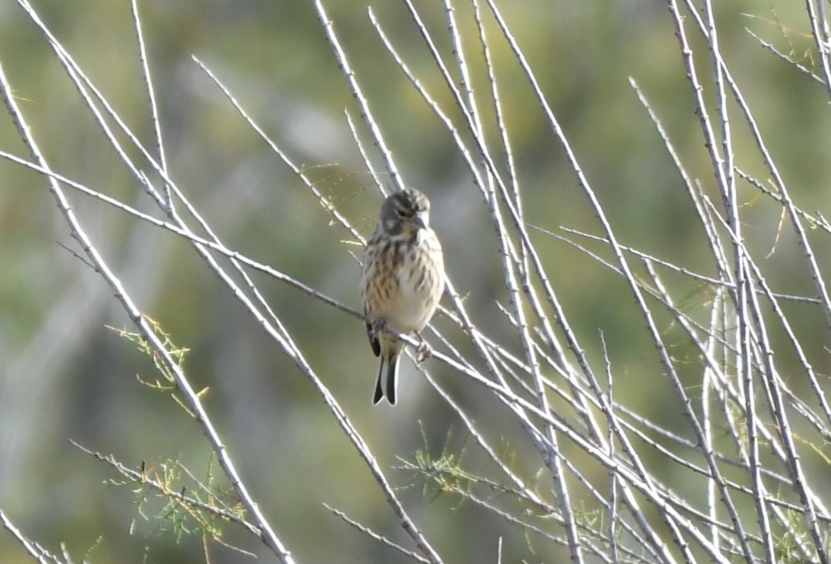 Eurasian Linnet - ML645602288
