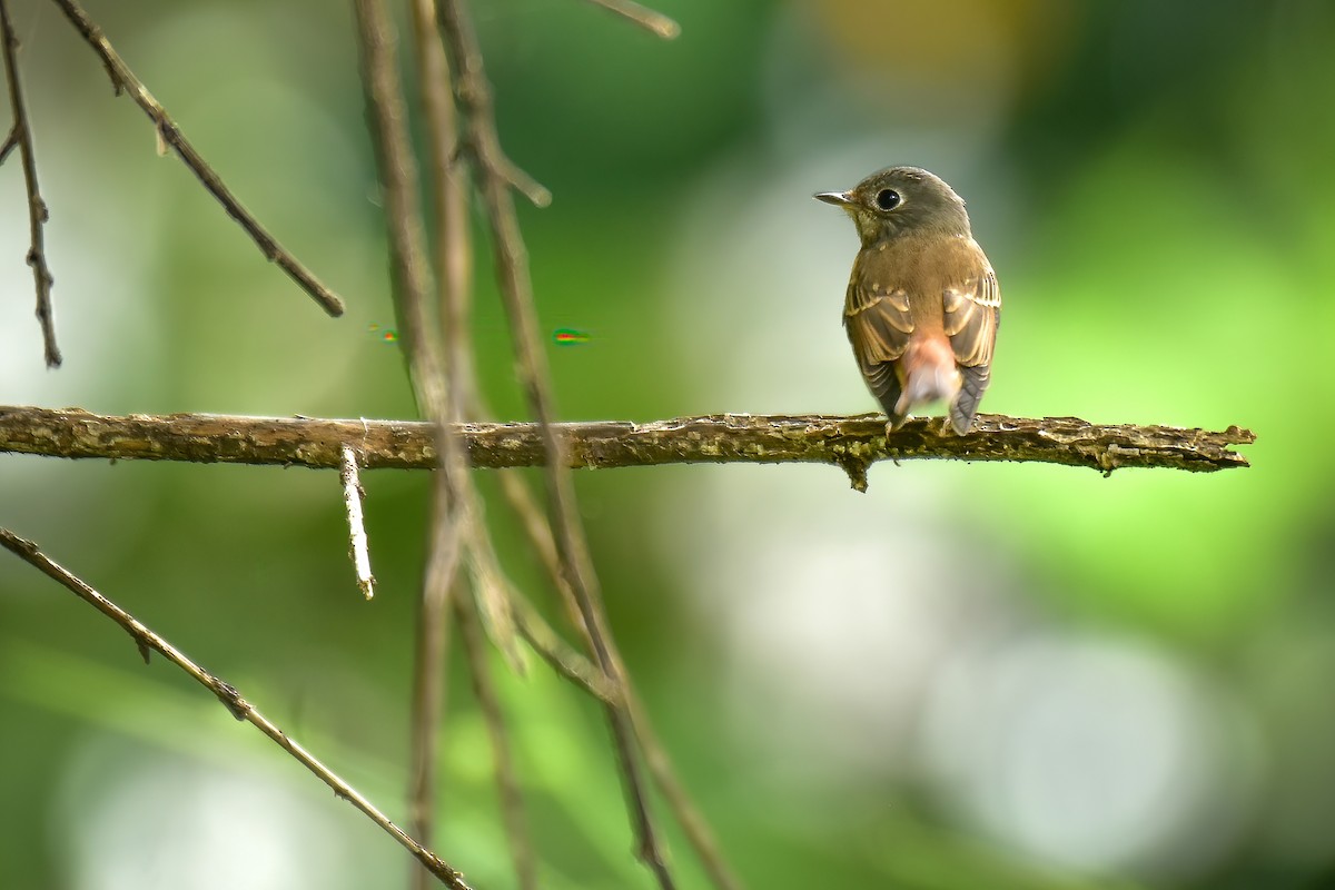 Ferruginous Flycatcher - ML645602289