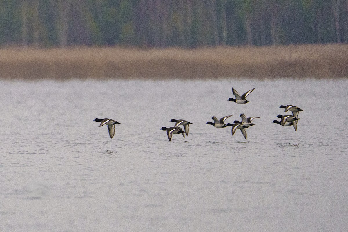 Common Pochard - ML645602294