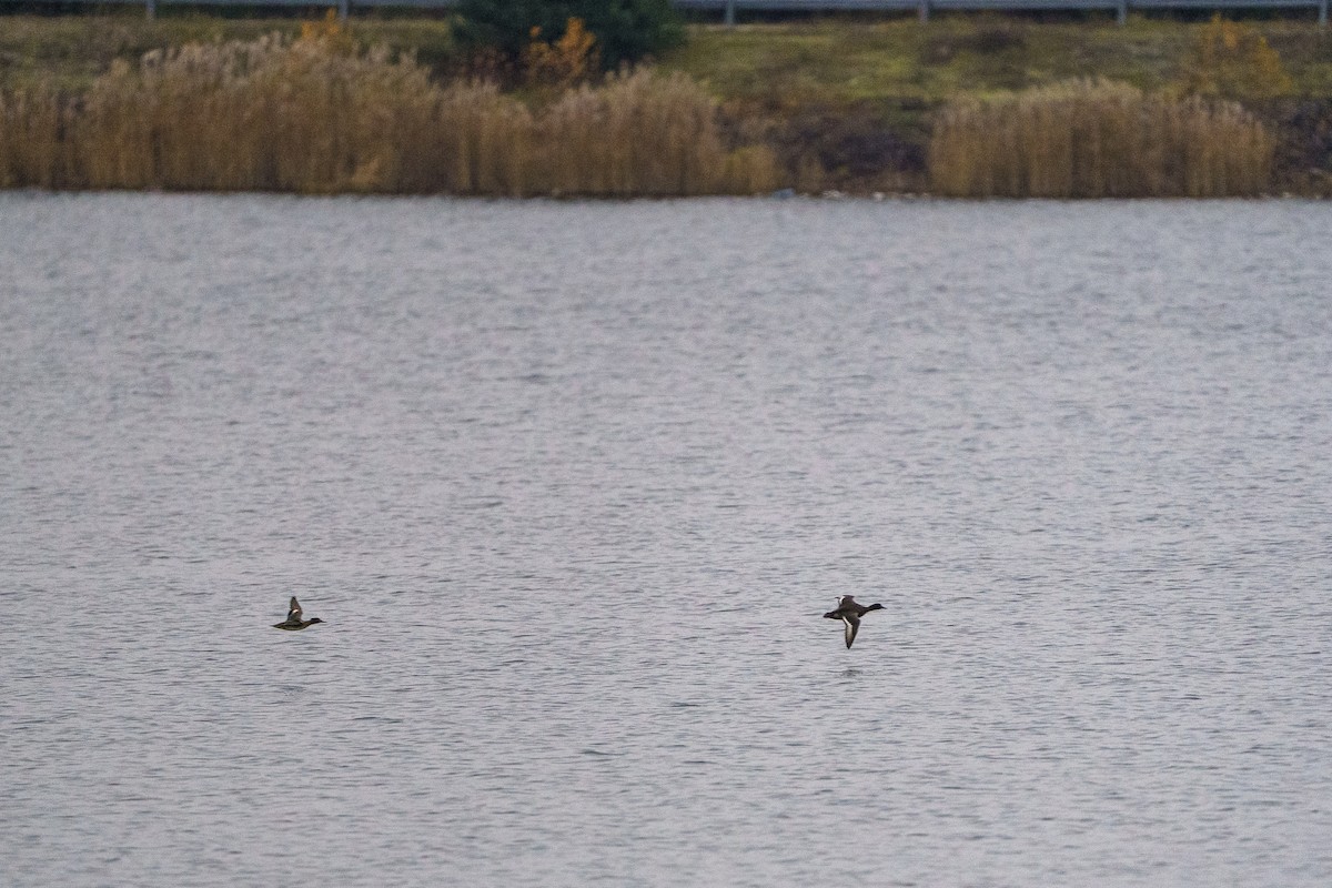 Common Pochard - ML645602295