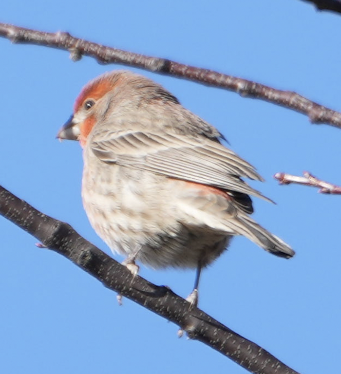 メキシコマシコ - ML645602296