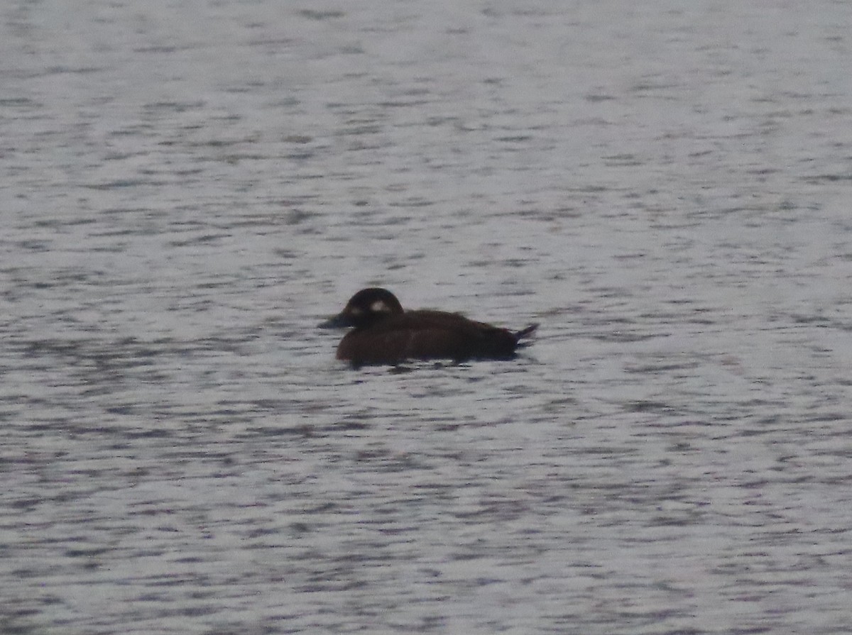 White-winged Scoter - ML645602308