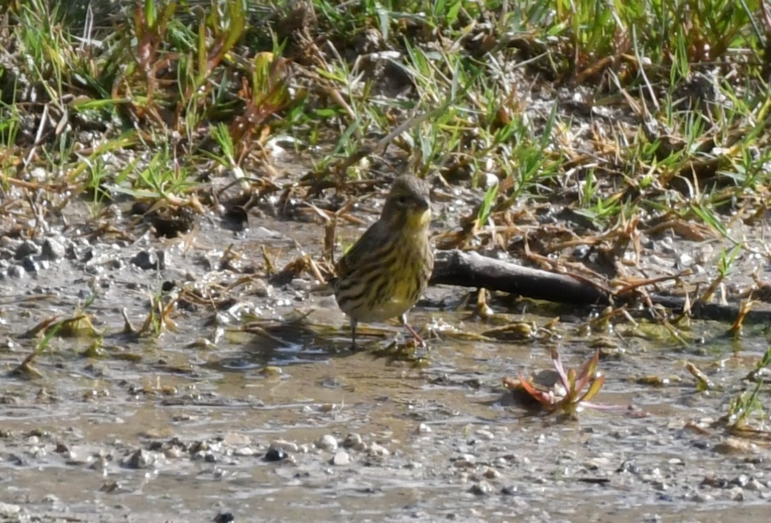 בזבוז אירופי - ML645602314
