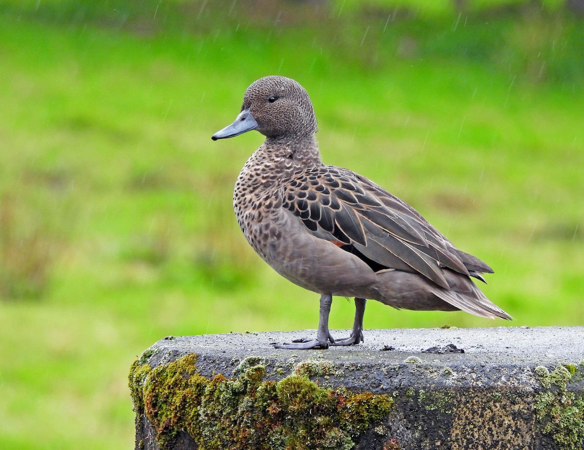 Sarcelle des Andes - ML645602322