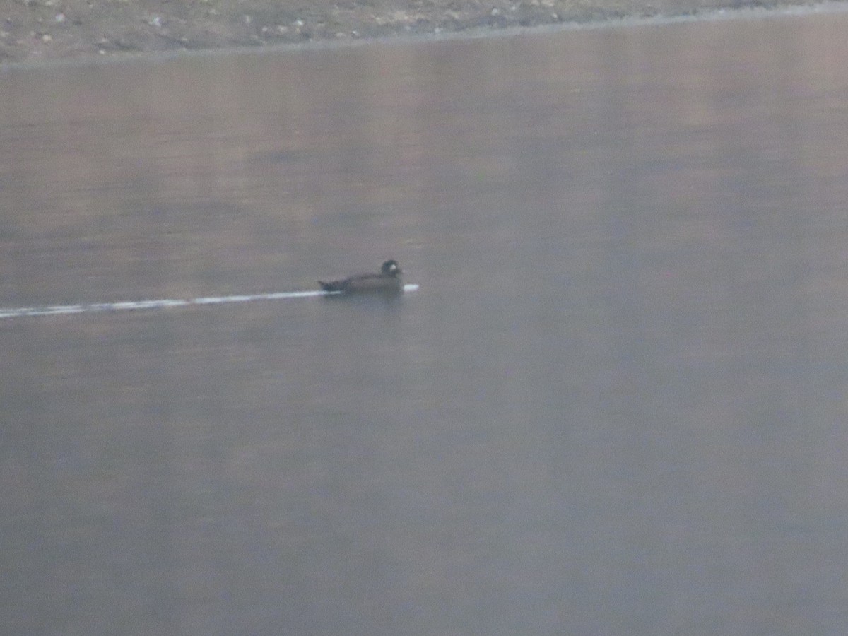 White-winged Scoter - ML645602327