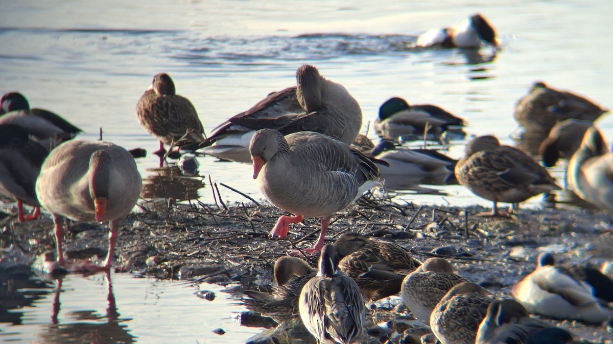 Graylag Goose - ML645602342