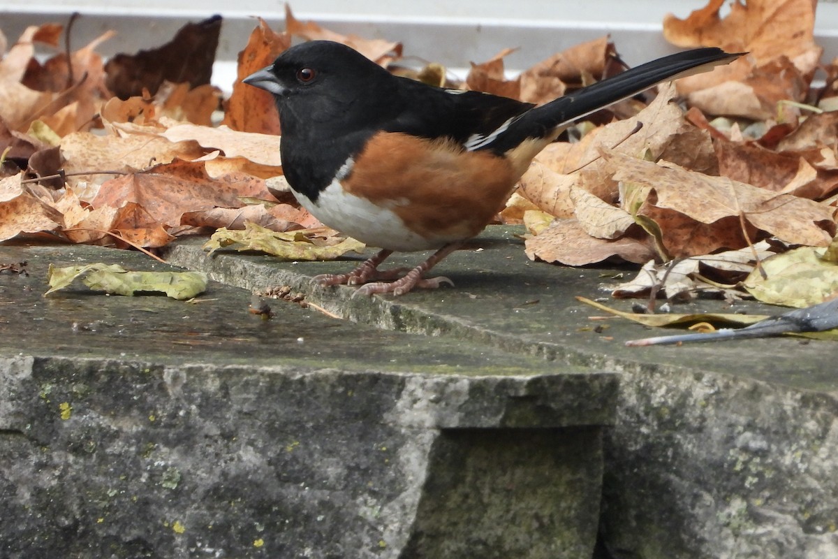 Eastern Towhee - ML645602355
