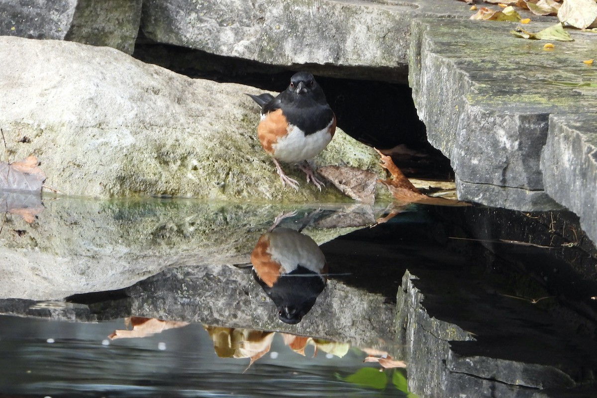 Eastern Towhee - ML645602356
