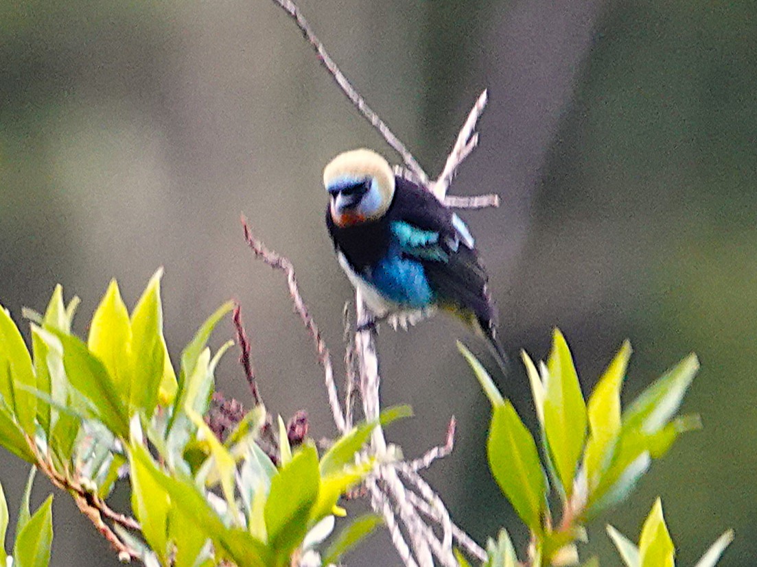Golden-hooded Tanager - ML645602360