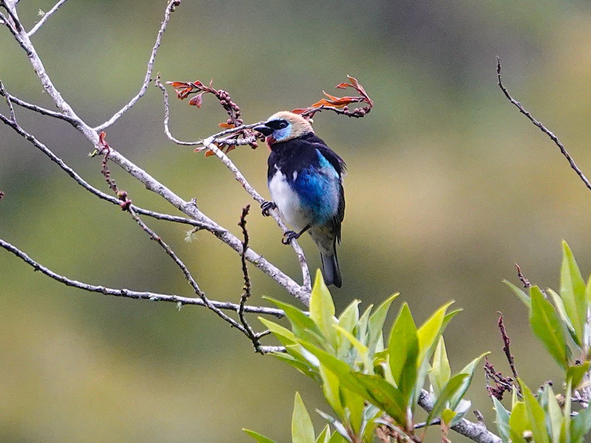 Golden-hooded Tanager - ML645602362